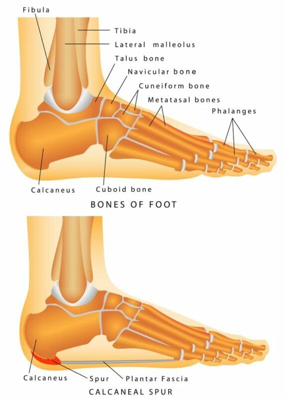bony structures of the inner ankle
